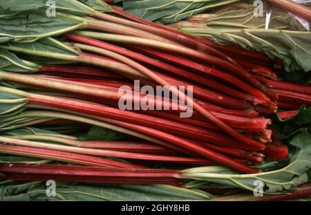 STÄNGEL UND BLÄTTER VON FRISCH GEERNTETEM RHABARBER (RHEUM RHABARBARUM) Stockfoto