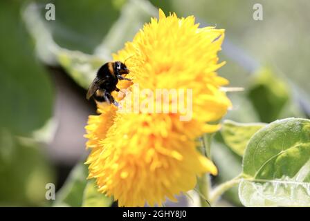 Blühende gelbe Löwinenblumen Taraxacum officinale. Detail von hellen, häufig vorkommenden Dandelionen auf einer Wiese mit Hummel auf der im Sommer. Stockfoto