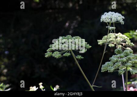 Weiße blühende Pflanze namens Kümmel oder Meridianfenchel isoliert auf einem dunklen Hintergrund Stockfoto