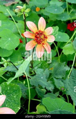 Dahlia ‘Totally Tangerine’ Anemone-blühende Dahlia Gruppe 2 blassgelbe Blüten mit mittelrosa Waschbären, rote Röhrenblüten mit gelben Blüten, August, UK Stockfoto