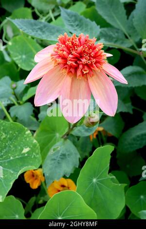 Dahlia ‘Totally Tangerine’ Anemone-blühende Dahlia Gruppe 2 blassgelbe Blüten mit mittelrosa Waschbären, rote Röhrenblüten mit gelben Blüten, August, UK Stockfoto