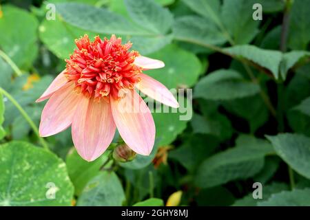 Dahlia ‘Totally Tangerine’ Anemone-blühende Dahlia Gruppe 2 blassgelbe Blüten mit mittelrosa Waschbären, rote Röhrenblüten mit gelben Blüten, August, UK Stockfoto