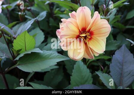 Dahlia variabilis ‘Bishop’s Children’ Single-flowered Dahlia Gruppe 1 Aprikosenblüten mit weichen rosa Streifen und rotem Halo, August, England, Großbritannien Stockfoto