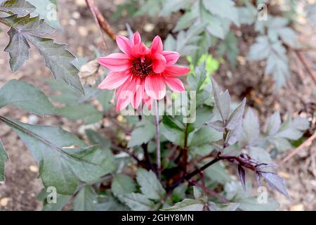 Dahlia variabilis ‘Bishop’s Children’ Single-flowered Dahlia Gruppe 1 mittelgroße rosa Blüten mit dunkelrosa Streifen, August, England, Großbritannien Stockfoto