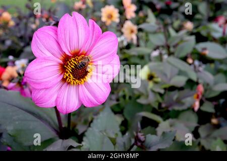 Dahlia variabilis ‘Bishop’s Children’ Single-flowered Dahlia Gruppe 1 violette Rosenblüten mit braunem orangefarbenem Halo, August, England, Großbritannien Stockfoto