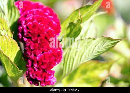 Dunkelrote Celosia cristata Blüten der Gattung Celosia, Cockscomb Creasta Cocosului. Stockfoto