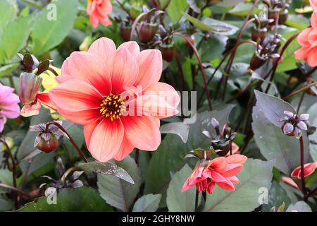 Dahlia variabilis ‘Bishop’s Children’ Single-flowered Dahlia Gruppe 1 blassorange Blüten mit weichen rosa Streifen und korallenrotem Halo, August, England, Stockfoto