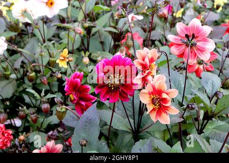 Dahlia variabilis ‘Bishop’s Children’ Single-flowered Dahlia Gruppe 1 blassorange Blüten mit korallenrotem Halo, dunkelroten Blüten, tiefrosa Blütenblätter Spitzen Stockfoto