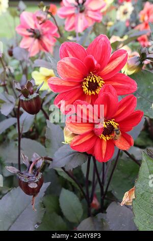 Dahlia variabilis ‘Bishop’s Children’ Single-flowered Dahlia Group 1 korallenrote Blüten mit weichen orangen Streifen, August, England, Großbritannien Stockfoto