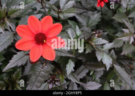 Dahlia variabilis ‘Bishop’s Children’ Single-flowered Dahlia Gruppe 1 rote Blüten mit gelbem Zentrum, August, England, Großbritannien Stockfoto