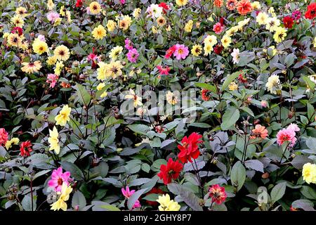 Dahlia variabilis ‘Bishop’s Children’ Single-flowered Dahlia Group 1 Mix of Colors, August, England, Großbritannien Stockfoto