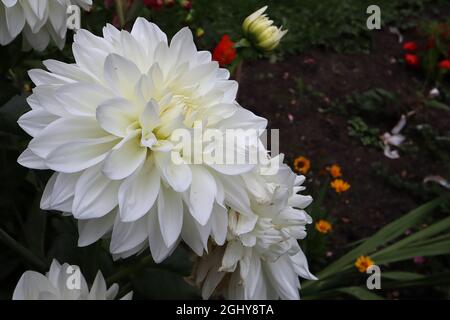 Dahlia ‘White Perfection’ Decorative Dahlia Group 5 weiße Blüten mit hellgelbem Halo, August, England, Großbritannien Stockfoto