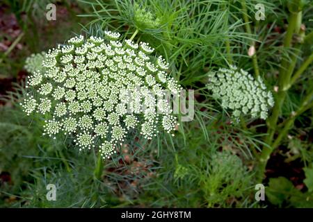 Daucus carota wilde Karotte – gewölbte Blütenköpfe mit winzigen weißen Blüten, August, England, Großbritannien Stockfoto