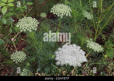 Daucus carota wilde Karotte – gewölbte Blütenköpfe mit winzigen weißen Blüten, August, England, Großbritannien Stockfoto