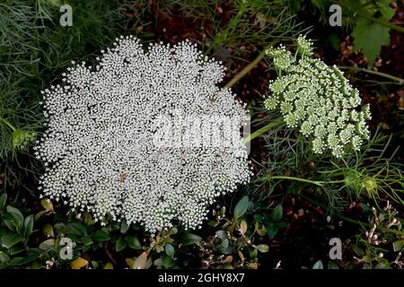 Daucus carota wilde Karotte – gewölbte Blütenköpfe mit winzigen weißen Blüten, August, England, Großbritannien Stockfoto