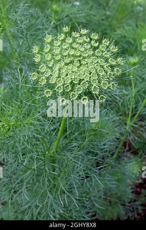 Daucus carota wilde Karotte – gewölbte Blütenköpfe mit winzigen weißen Blüten, August, England, Großbritannien Stockfoto