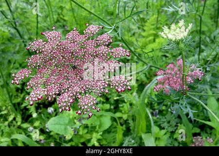 Daucus carota ‘Purple Kisses’ Wilde Karotte Purple Kisses – gewölbte Blütenköpfe aus winzigen weißen Blüten mit karmesinroten Rändern, August, England, Großbritannien Stockfoto