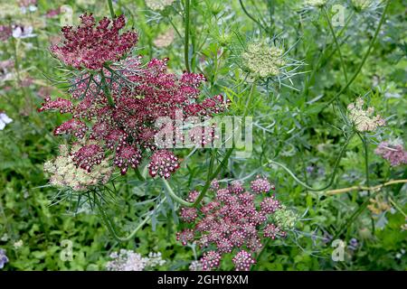 Daucus carota ‘Purple Kisses’ Wilde Karotte Purple Kisses – gewölbte Blütenköpfe aus winzigen weißen Blüten mit karmesinroten Rändern, August, England, Großbritannien Stockfoto