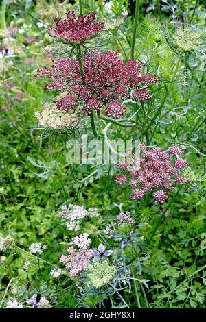 Daucus carota ‘Purple Kisses’ Wilde Karotte Purple Kisses – gewölbte Blütenköpfe aus winzigen weißen Blüten mit karmesinroten Rändern, August, England, Großbritannien Stockfoto