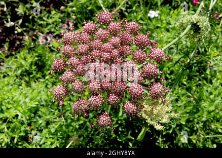 Daucus carota ‘Purple Kisses’ Wilde Karotte Purple Kisses – gewölbte Blütenköpfe aus winzigen weißen Blüten mit karmesinroten Rändern, August, England, Großbritannien Stockfoto