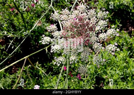 Daucus carota ‘Purple Kisses’ Wilde Karotte Purple Kisses – gewölbte Blütenköpfe aus winzigen weißen Blüten mit karmesinroten Rändern, August, England, Großbritannien Stockfoto