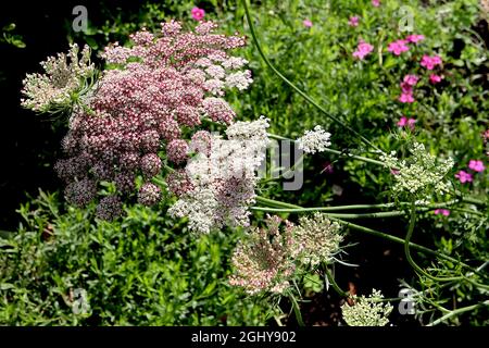 Daucus carota ‘Purple Kisses’ Wilde Karotte Purple Kisses – gewölbte Blütenköpfe aus winzigen weißen Blüten mit karmesinroten Rändern, August, England, Großbritannien Stockfoto