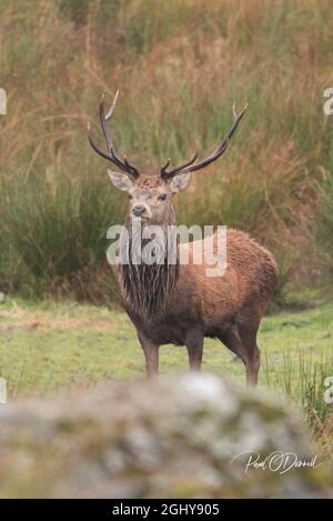 Junge Liebe mit Geweihen, die im Regen stehen Stockfoto