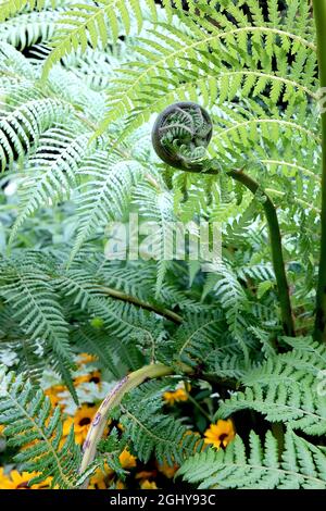 Dicksonia antarctica weicher Baumfarn – croziere und gebogene Zweige von mittleren grünen bipangeborenen Wedden, August, England, Großbritannien Stockfoto