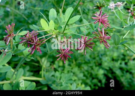 Dorycnium Rectum Greater Badassi – kugelförmige, rotbraune Samenschoten mit abgerundeten, stabartigen Röhren und mittelgrünen obovaten Blättern, August, England, Großbritannien Stockfoto