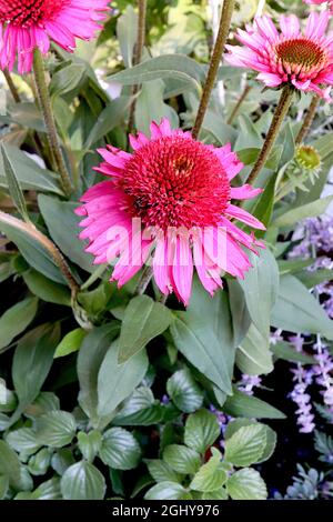 Echinacea purpurea ‘Delicious Candy’ Coneflower Delicious Candy – Doppelblumen aus tiefrosa Blütenblättern mit roten rosafarbenen Röschen, August, England, Großbritannien Stockfoto