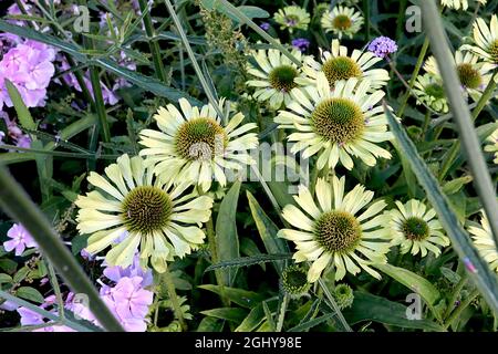 Echinacea purpurea ‘Green Jewel’ Coneflower Green Jewel – lindgrüne gekerbte Blütenblätter und kegelförmige Mitte, August, England, Großbritannien Stockfoto