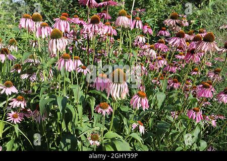 Echinacea purpurea ‘Magnus’ Coneflower Magnus - tiefrosa Blütenblätter und kegelförmige Mitte, sehr hohe Stängel, August, England, Großbritannien Stockfoto