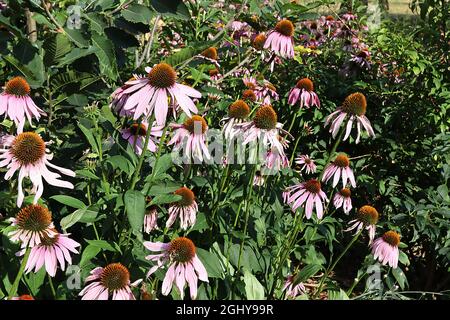 Echinacea purpurea ‘Magnus’ Coneflower Magnus - tiefrosa Blütenblätter und kegelförmige Mitte, sehr hohe Stängel, August, England, Großbritannien Stockfoto