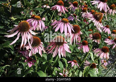 Echinacea purpurea ‘Magnus’ Coneflower Magnus - tiefrosa Blütenblätter und kegelförmige Mitte, sehr hohe Stängel, August, England, Großbritannien Stockfoto