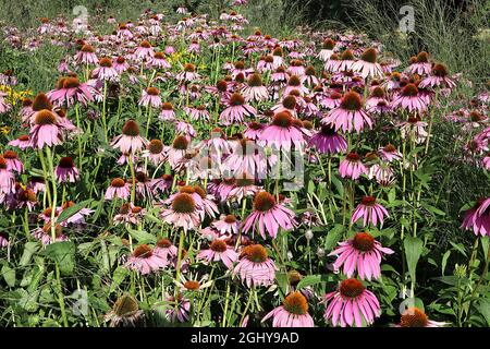 Echinacea purpurea ‘Magnus’ Coneflower Magnus - tiefrosa Blütenblätter und kegelförmige Mitte, sehr hohe Stängel, August, England, Großbritannien Stockfoto