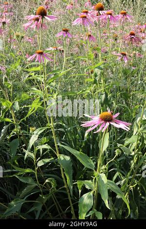 Echinacea purpurea ‘Magnus’ Coneflower Magnus - tiefrosa Blütenblätter und kegelförmige Mitte, sehr hohe Stängel, August, England, Großbritannien Stockfoto