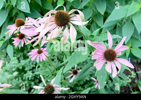 Echinacea purpurea ‘Magnus’ Coneflower Magnus - tiefrosa Blütenblätter und kegelförmige Mitte, sehr hohe Stängel, August, England, Großbritannien Stockfoto