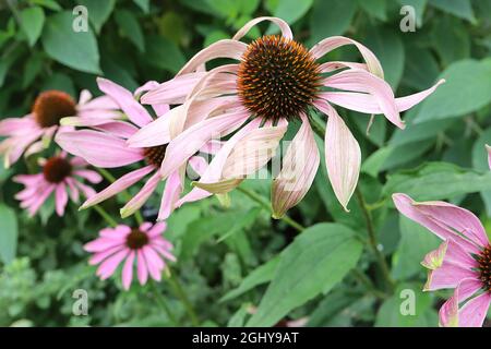 Echinacea purpurea ‘Magnus’ Coneflower Magnus - tiefrosa Blütenblätter und kegelförmige Mitte, sehr hohe Stängel, August, England, Großbritannien Stockfoto