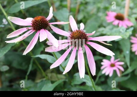 Echinacea purpurea ‘Magnus’ Coneflower Magnus - tiefrosa Blütenblätter und kegelförmige Mitte, sehr hohe Stängel, August, England, Großbritannien Stockfoto