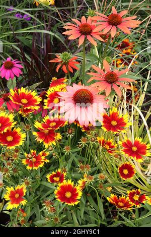 Echinacea purpurea / Koneblume ‘Rosa Perle’ Echinacea purpurea / Koneblume ‘Big Sky Sundown’ Coreopsis / Tickseed ‘Grandiflora Uptick Gold Bronze Stockfoto