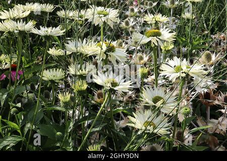 Echinacea purpurea ‘Virgin’ Coneflower Virgin – spitz zulaufende weiße Blütenblätter und ein kegelförmiges Zentrum mit gelber Spitze, August, England, Großbritannien Stockfoto