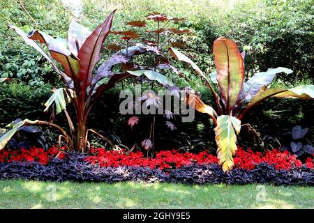 Ensete ventricosum ‘Maurelii’ Ethiopian Black Banana – riesige, gelb-grüne Blattklingen mit dunkelroten Rändern, August, England, Großbritannien Stockfoto