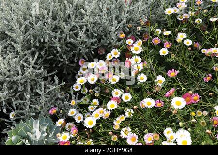 Erigeron karvinskianus ‘„Profusion“, mexikanischer Flöhaban – weiße und rosafarbene Blüten auf drahtigem Stiel und kleinen dunkelgrünen, lanzenförmigen Blättern, August, England, Stockfoto