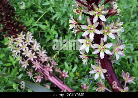 Eucomis comosa ‘Safari Adventure’ Ananaslilie Safari Adventure – aufrechte Trauben aus weißen sternförmigen Blüten auf sehr dicken, violetten Stielen, August, Stockfoto