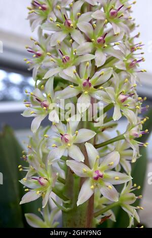 Eucomis pallidiflora riesige Ananaslilie - aufrechte Trauben aus weißen sternförmigen Blüten auf sehr dicken grünen Stielen, August, England, Großbritannien Stockfoto