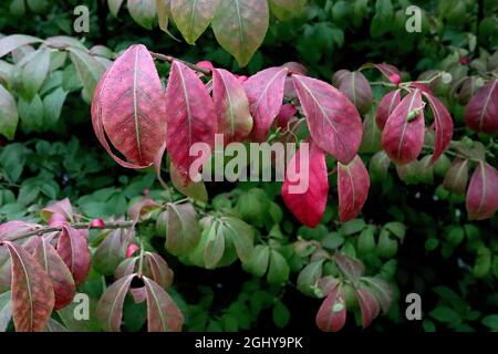 Euonymus alatus geflügelte Spindel – rote und mittelgrüne hängende Blätter, August, England, Großbritannien Stockfoto