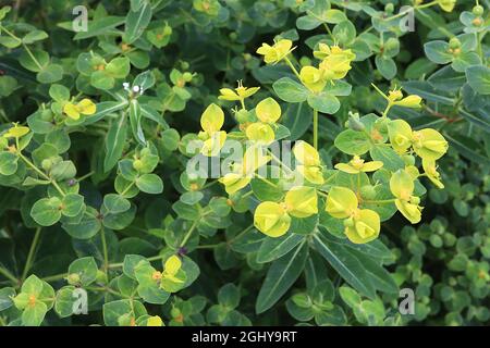 Der Balkan-Schwamm von Eibisch-oblongata – lindengrüne Blattlaibe mit orangefarbenen Samen und eiförmigen Blättern, August, England, Großbritannien Stockfoto