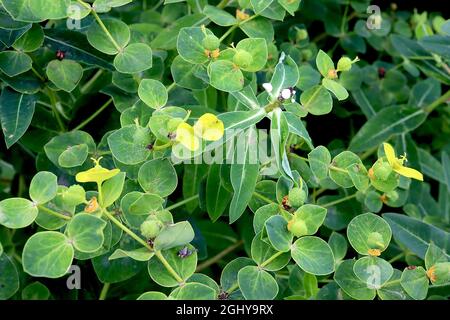 Der Balkan-Schwamm von Eibisch-oblongata – lindengrüne Blattlaibe mit orangefarbenen Samen und eiförmigen Blättern, August, England, Großbritannien Stockfoto