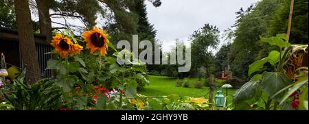 Sonnenblumen im Amateurgarten in Yorkshire Stockfoto