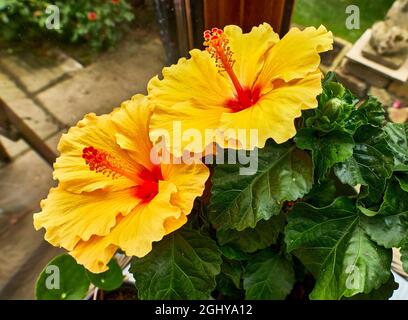 Gelbe Hibiskusblüte in voller Blüte in einem Wintergarten Stockfoto